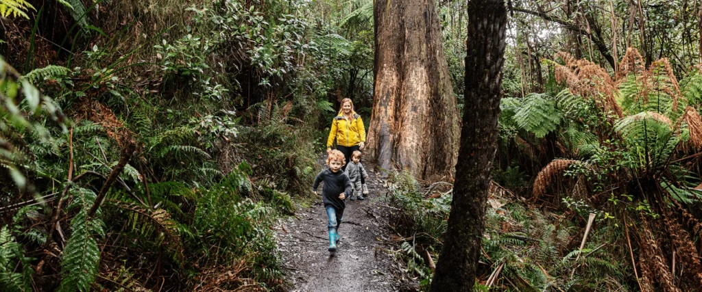 dandenong-ranges-national-park