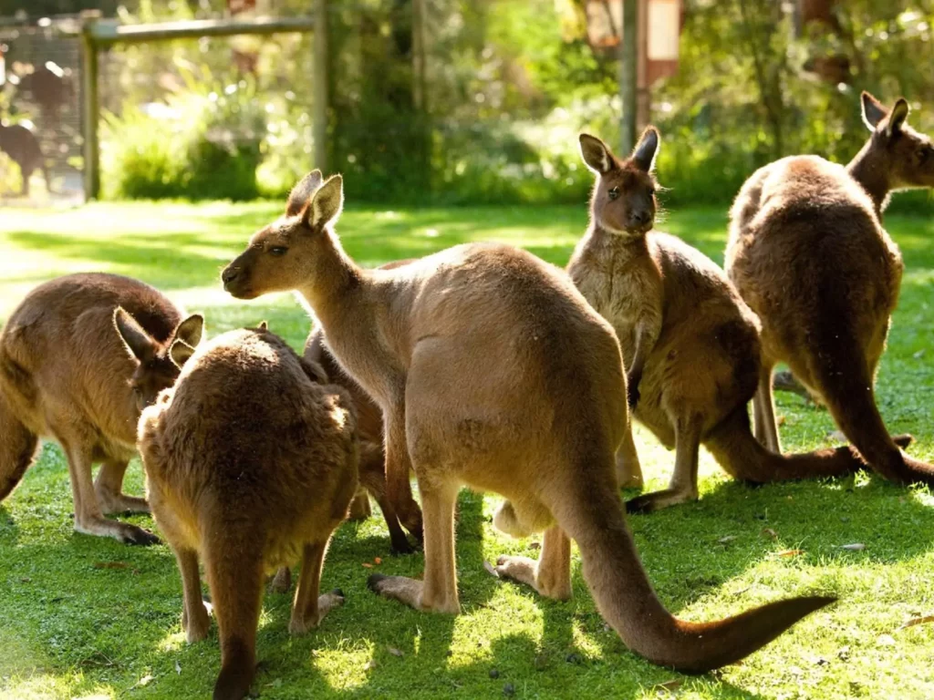 healesville-sanctuary